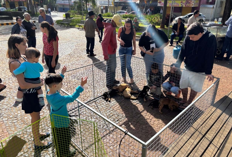 A feira resultou na adoção de 12 filhotes