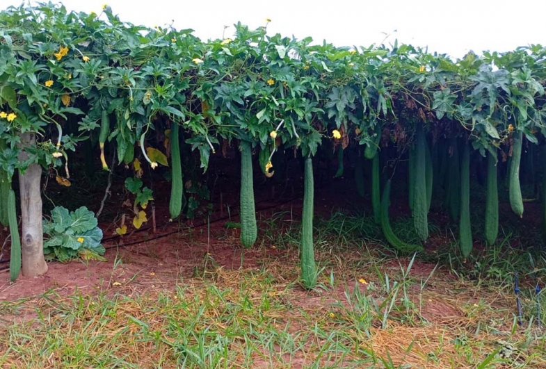 Empresa de Óleo produz bucha vegetal em propriedade rural com a ajuda de programa do Sebrae-SP 