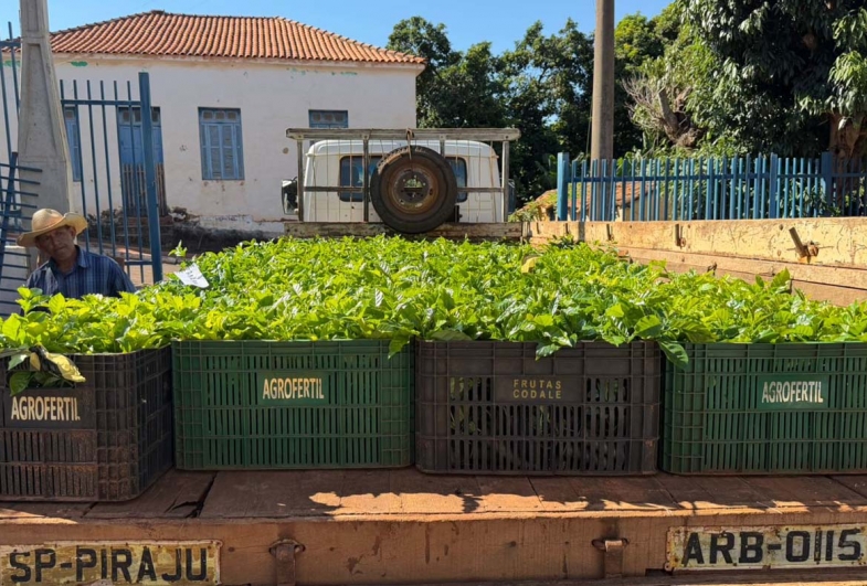 A distribuição das mudas segue até o mês de abril