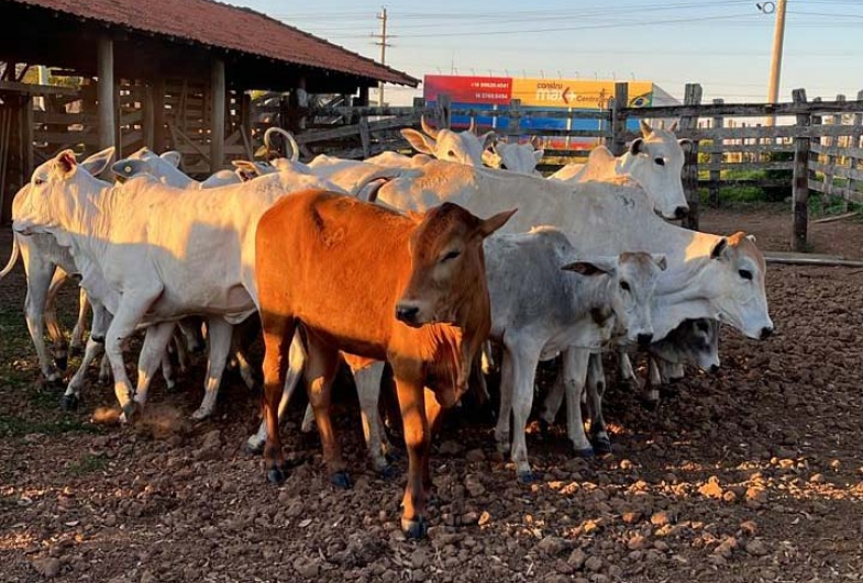 Gado furtado e implemento agrícola são recuperados em continuidade de operação policial em Paranapanema