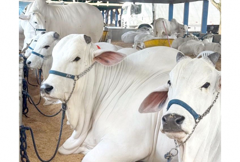 Avaré recebe EXPONEL 2026 - Etapa Ouro e reforça protagonismo no agronegócio