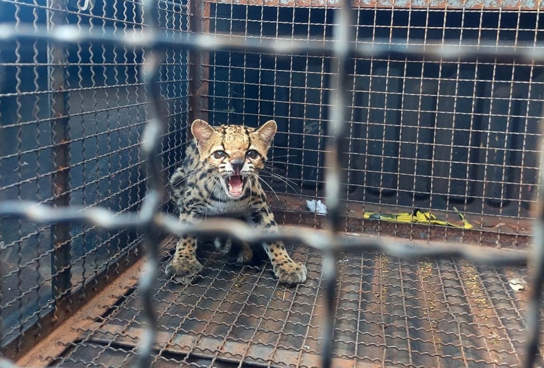 Jaguatirica é capturada pela Defesa Civil de Taquarituba em oficina próxima à área de mata 