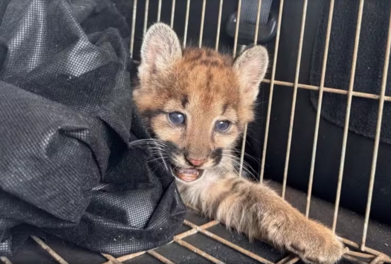 Filhote de onça-parda é resgatado em plantação de cana-de-açúcar em Cerqueira César 