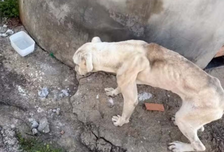 Após denúncia, cadela da  raça boxer em situação de  maus-tratos é resgatada  das ruas em Itapeva