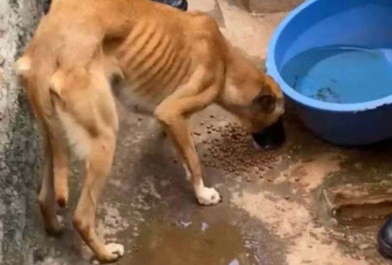 Tutora é presa após cães em situação de maus-tratos serem resgatados em Itapeva