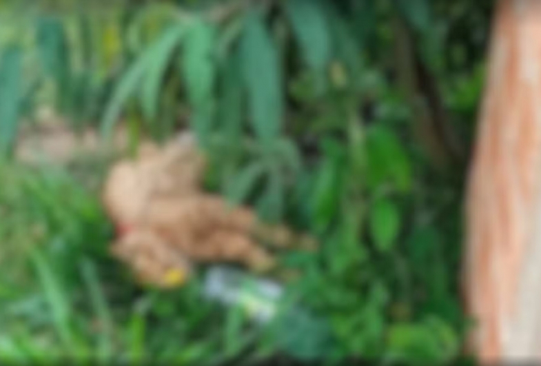 Polícia Civil de Capão Bonito investiga envenenamento de animais em conjunto habitacional