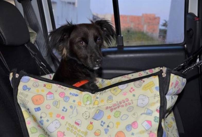 CCR SPVias orienta motoristas sobre como viajar com pets de maneira segura