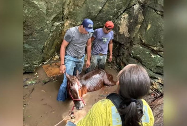 Égua é resgatada após cair de seis metros em grota em Itapeva