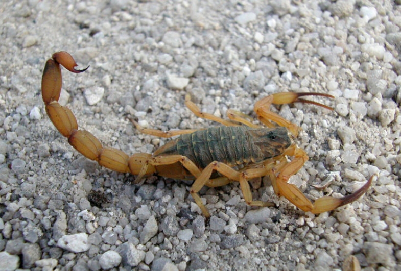 Secretaria de Saúde de Fartura alerta para risco de acidentes com escorpiões