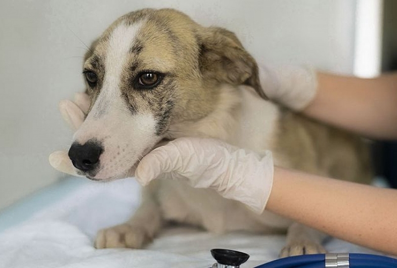 Secretaria do Bem-Estar Animal alerta sobre surto de cinomose em Avaré