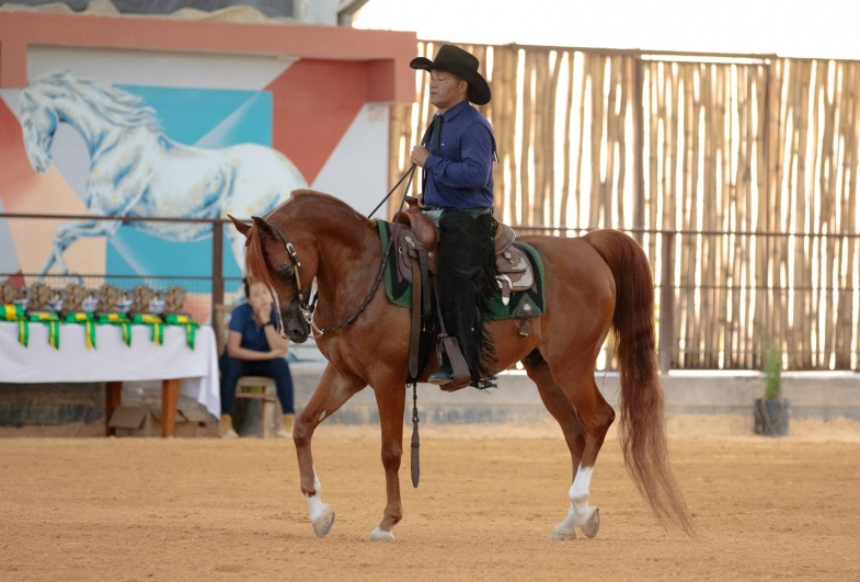 Avaré abre temporada nacional do Cavalo Árabe com exposição durante a Exponel