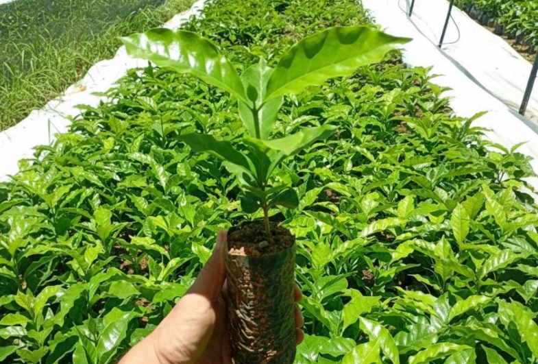 Timburi organiza campanha de doação de mudas de café