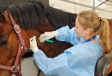 Curso gratuito ensina aplicação de medicamentos e vacinas em cavalos em Avaré