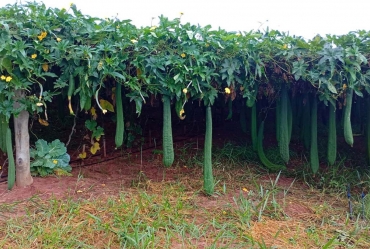 Empresa de Óleo produz bucha vegetal em propriedade rural com a ajuda de programa do Sebrae-SP 