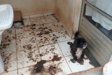Tutor é preso em Taquarituba por maus-tratos severos a uma cachorrinha 