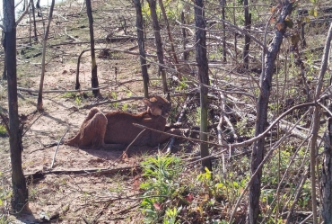 Secretaria de Meio Ambiente resgata onça-parda em área rural de Cerqueira César