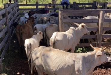 Ladrões invadem propriedade rural e furtam 11 cabeças de gado em Tejupá