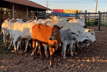 Gado furtado e implemento agrícola são recuperados em continuidade de operação policial em Paranapanema