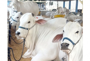 Avaré recebe EXPONEL 2026 - Etapa Ouro e reforça protagonismo no agronegócio