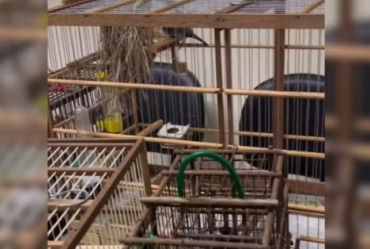 Pai é preso por crime ambiental enquanto polícia buscava filho foragido da justiça em Cerqueira César