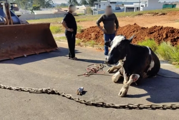 Vaca e bezerro são resgatados após caírem em bueiro em Avaré; filhote não resistiu