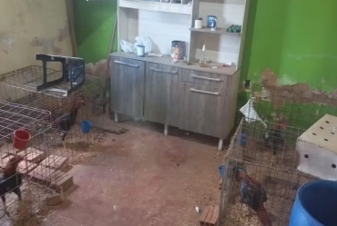 Polícia resgata 52 galos usados em rinha e aplica mais de R$ 1 milhão em multas em Avaré