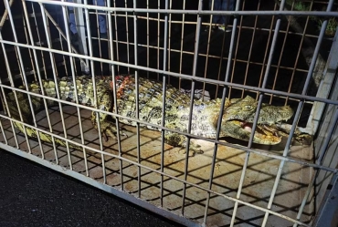  Jacaré é resgatado após ser atropelado em estrada vicinal de Bernardino de Campos