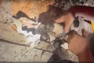 Bombeiros resgatam filhotes de cães presos  em tubulação de água em Bernardino de Campos