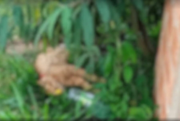 Polícia Civil de Capão Bonito investiga envenenamento de animais em conjunto habitacional