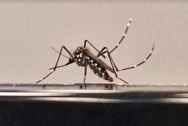 Cidades da região de Itapetininga confirmam casos de dengue em 2026