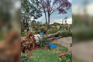 Árvore de grande porte cai sobre mulher durante fortes rajadas de vento no interior de SP
