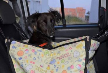 CCR SPVias orienta motoristas sobre como viajar com pets de maneira segura