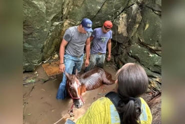 Égua é resgatada após cair de seis metros em grota em Itapeva