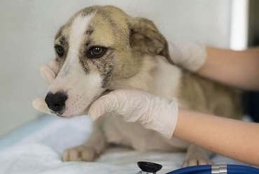 Secretaria do Bem-Estar Animal alerta sobre surto de cinomose em Avaré