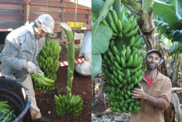 Produção de bananas mostra vantagens e desvantagens