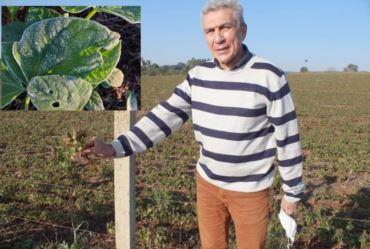 Geada causa estragos na região Sudoeste do Estado