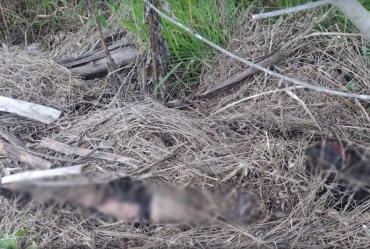 Polícia tenta identificar corpo de mulher encontrado em estado de decomposição
