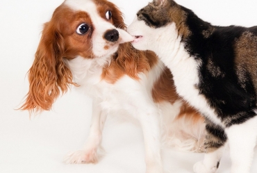 Avaré tem nova rodada de vacinação contra raiva entre hoje, 8, e sexta, 10