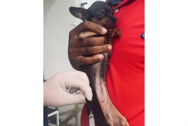 Semana da Saúde Emocional oferece feira gratuita, atendimentos e vacinação em Avaré