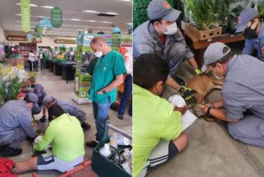 Veado invade supermercado no interior de SP e é capturado após escorregar no piso