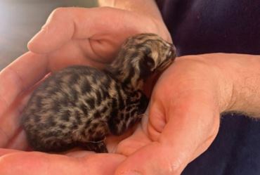 Filhote de gato-maracajá morre dez dias após ser resgatado em Fartura